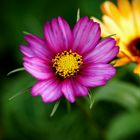 Wunderschöne Blumen am Wegesrand