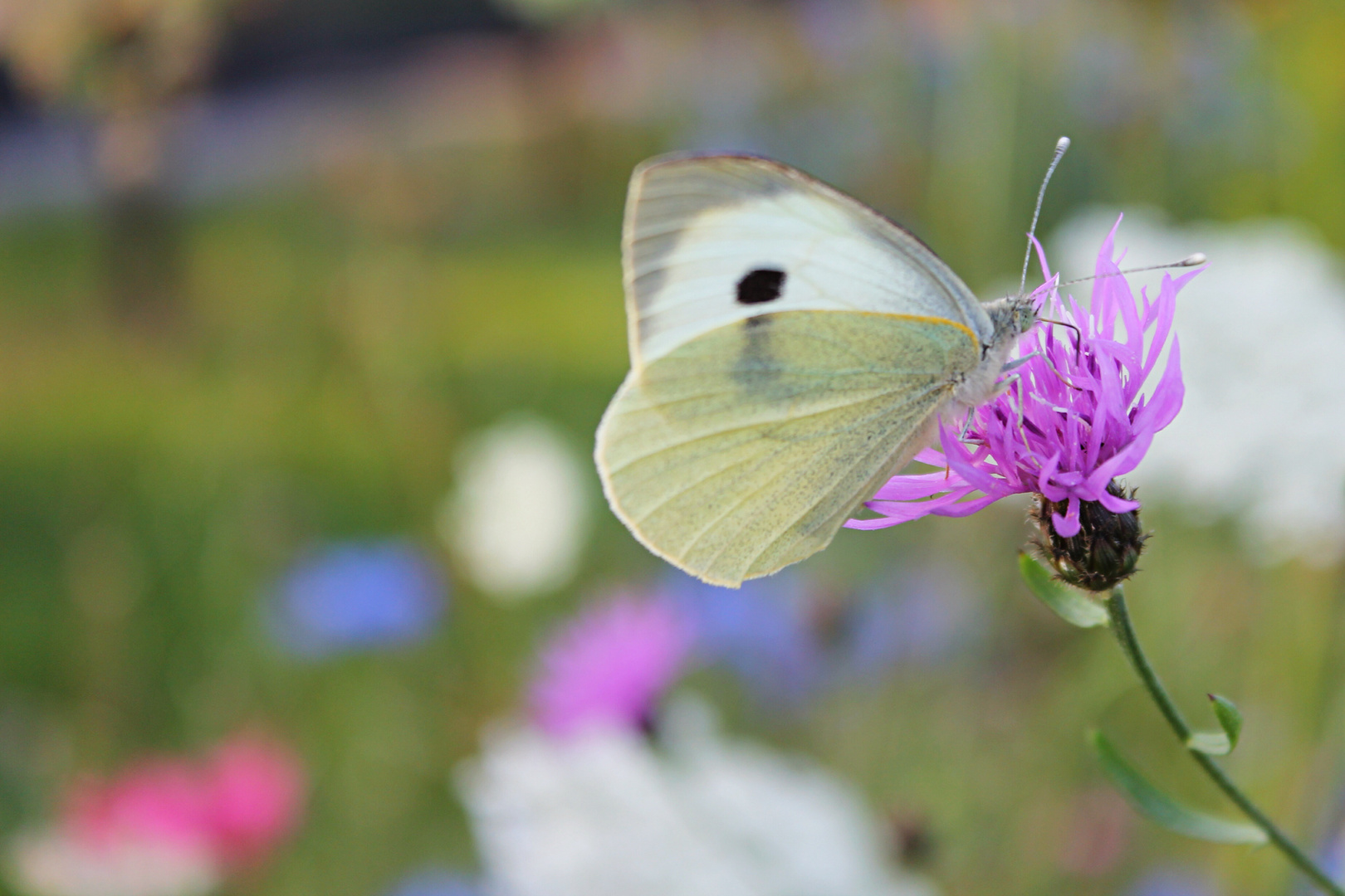 Wunderschöne Blumenwiese aus meiner Heimat in Bocholt