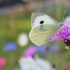 Wunderschöne Blumenwiese aus meiner Heimat in Bocholt