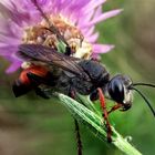 wunderschöne Blutbiene