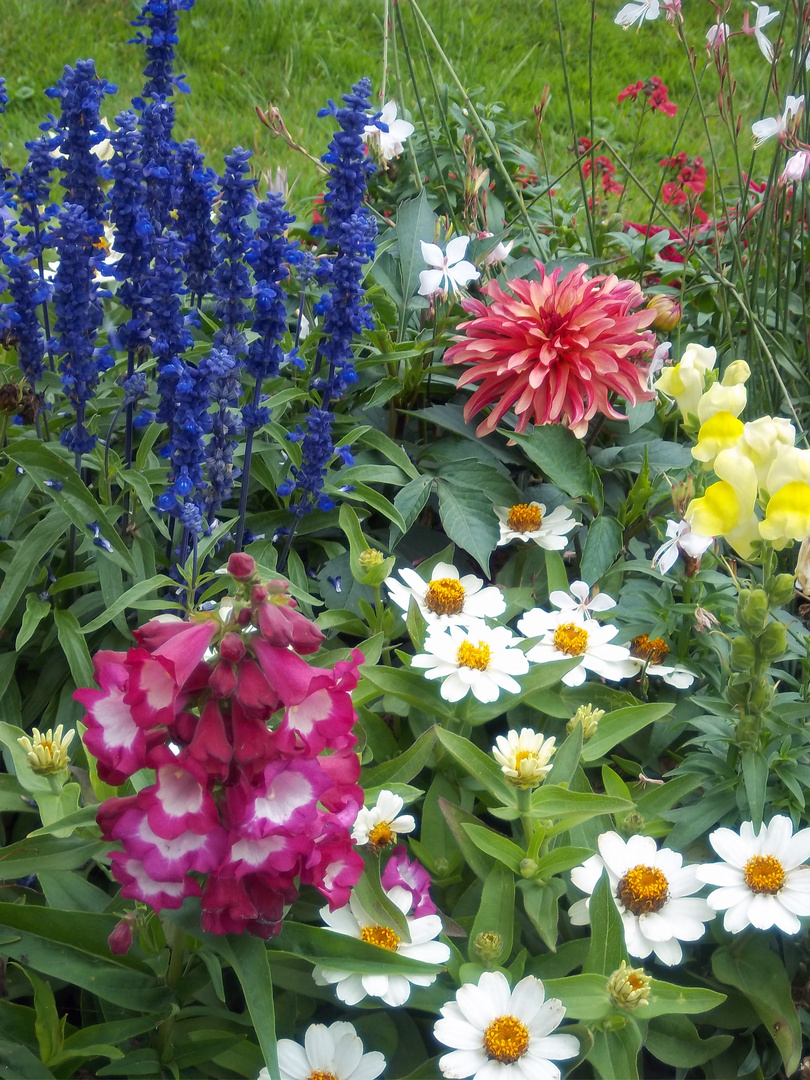 wunderschöne bunte Blumen