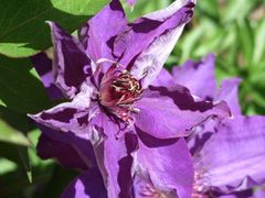 Wunderschöne Clematis