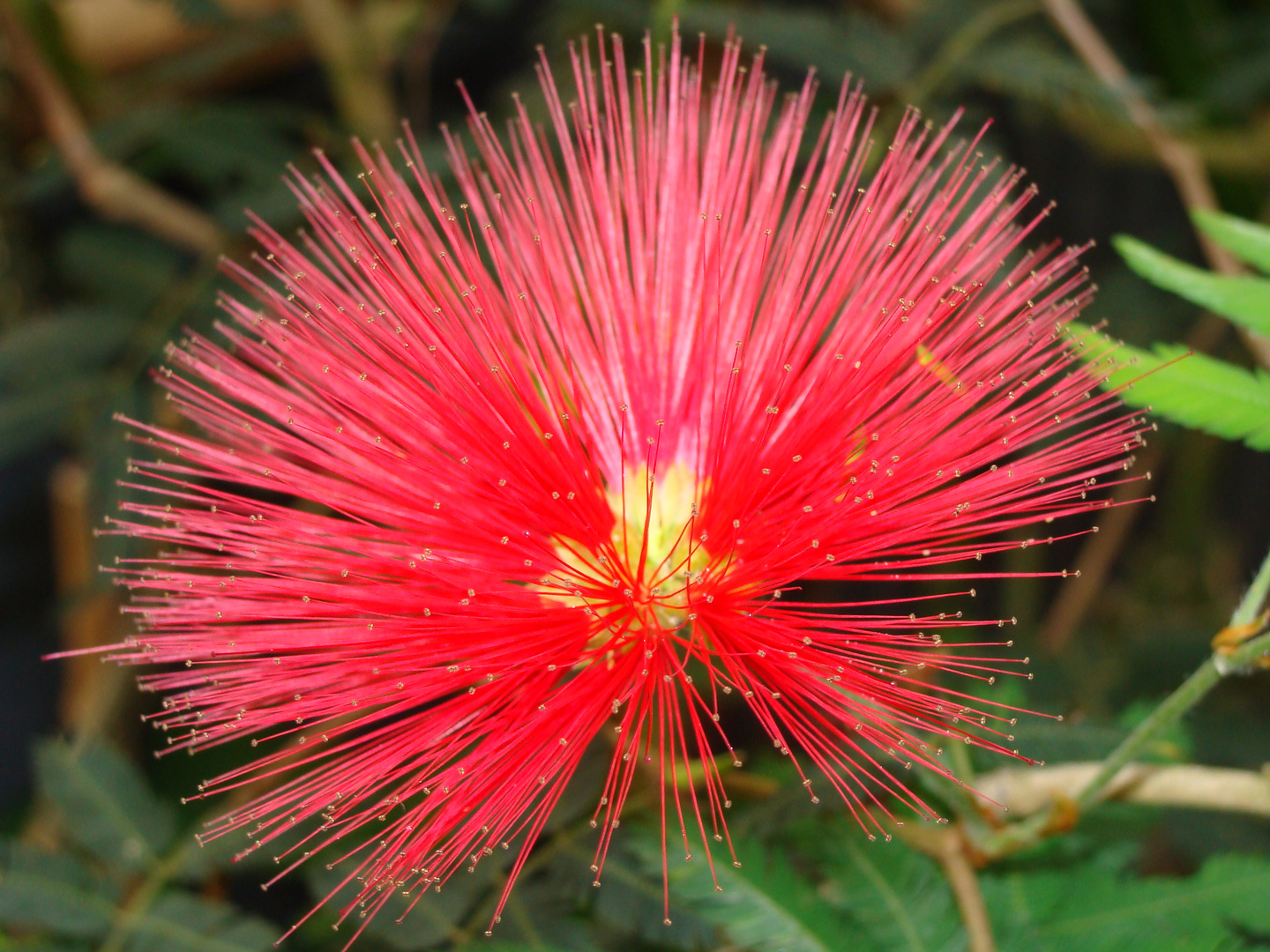 Wunderschöne Exotische Blüte