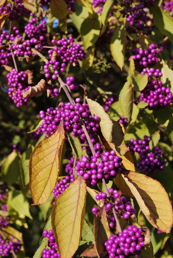 Wunderschöne Farben...