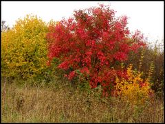 Wunderschöne Farben des Herbstes.