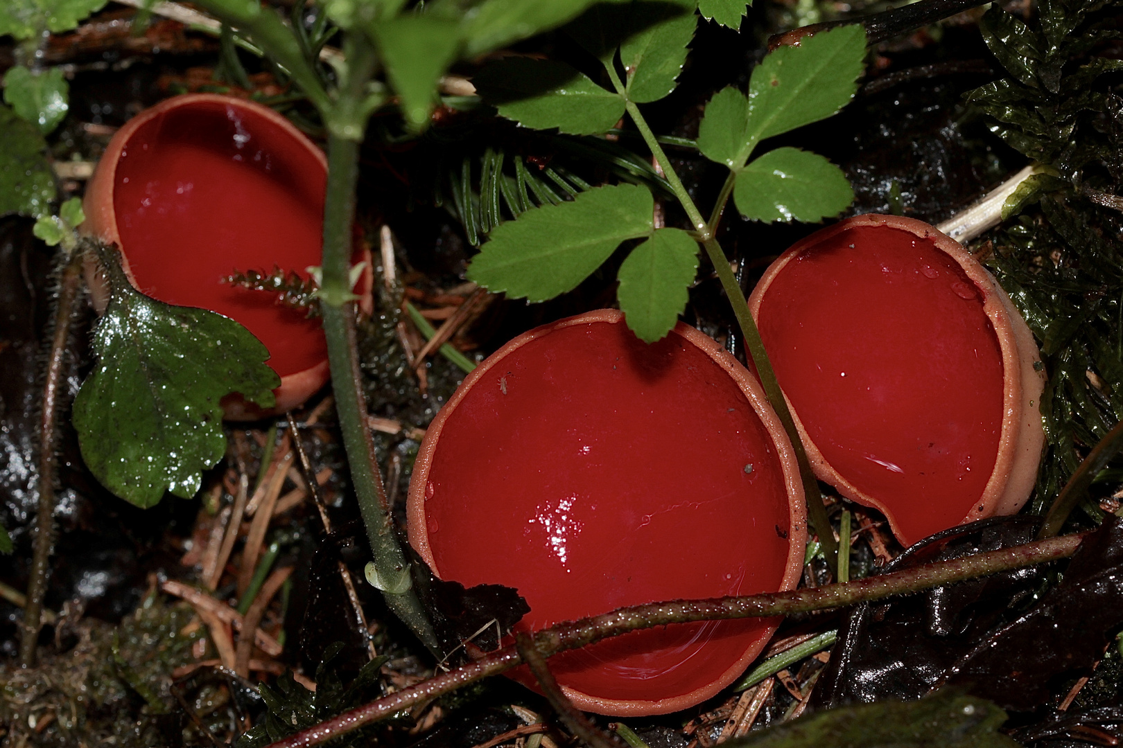 Wunderschöne Farbtupfer im Frühlings-Auwald, ...