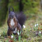 Wunderschöne Frühlingsboten