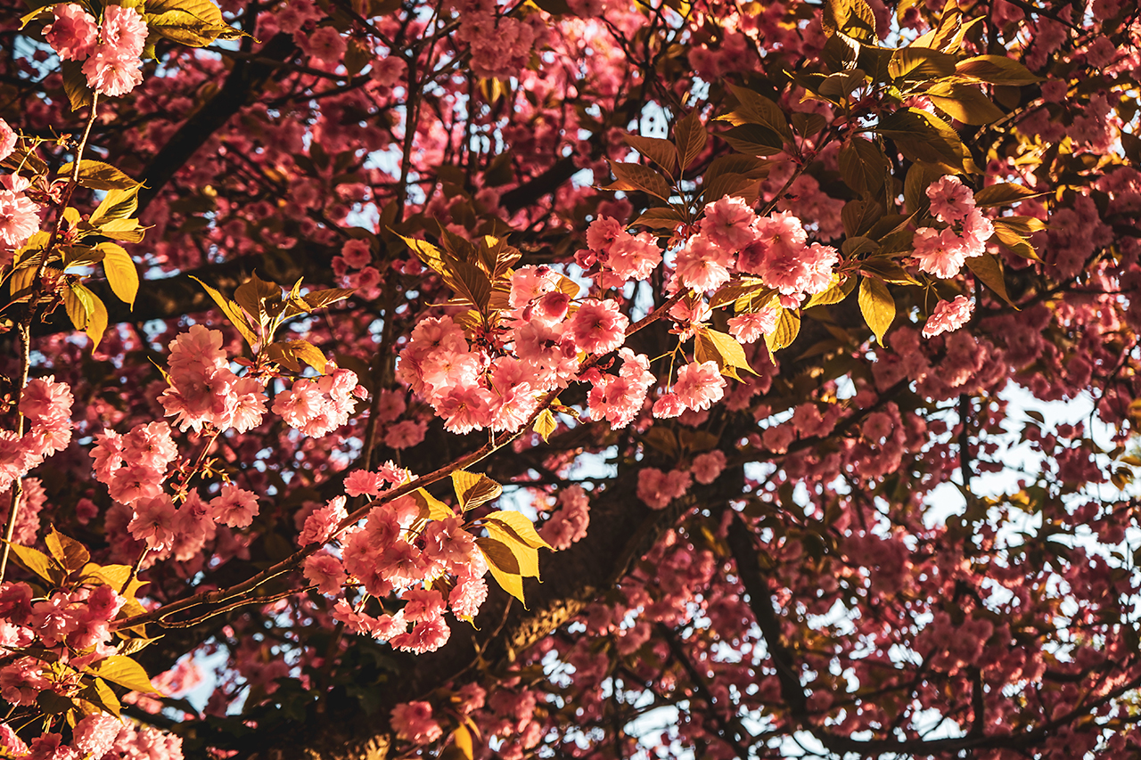 Wunderschöne Frühlingsfarben