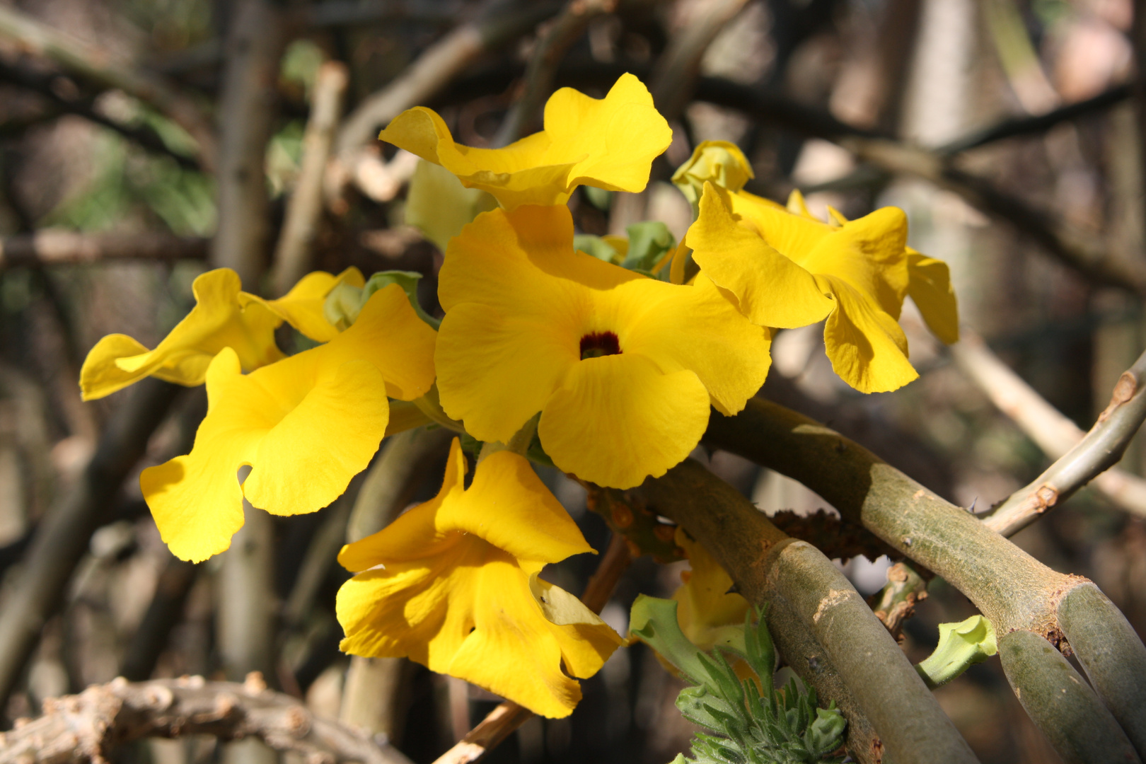 wunderschöne gelbe Blüte