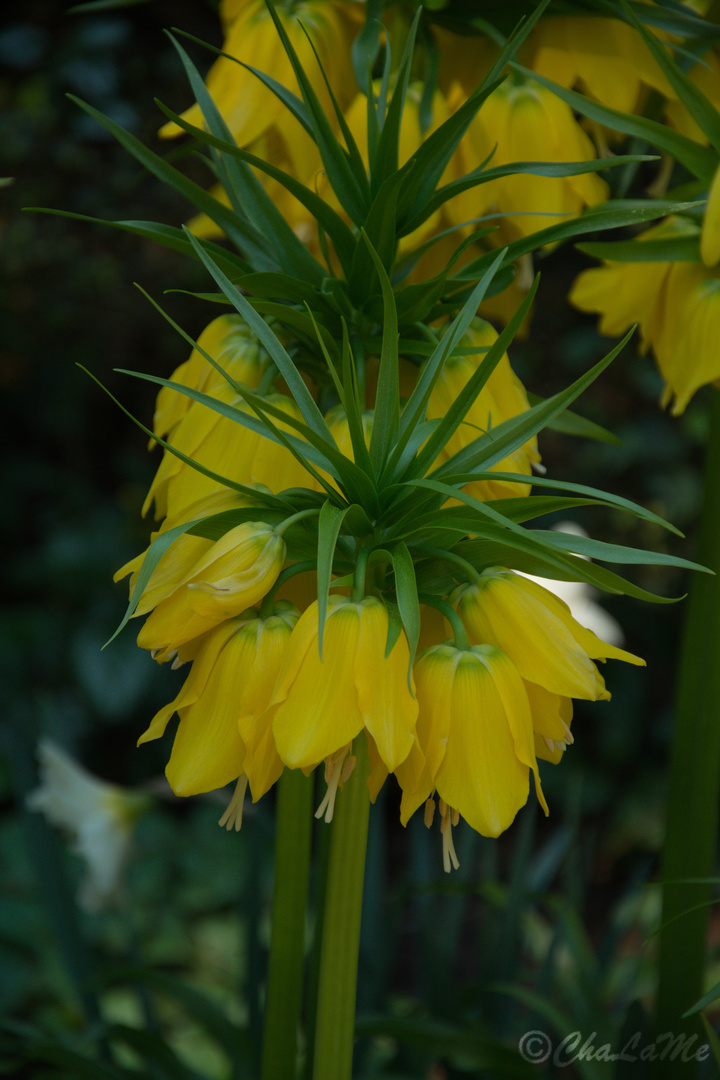 Wunderschöne gelbe Blume