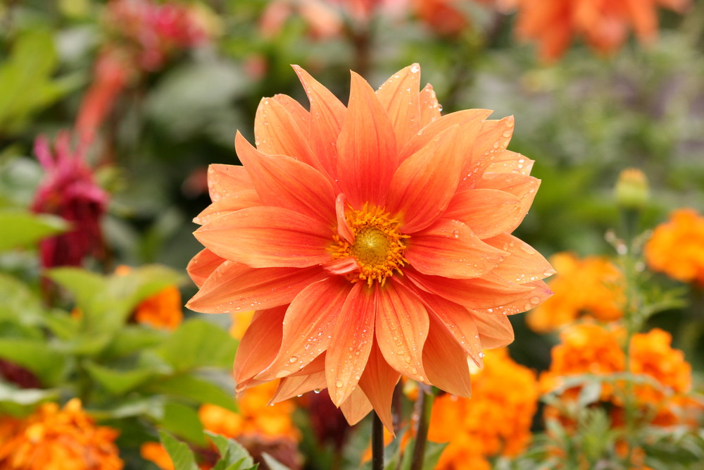 Wunderschöne große Blüte Foto & Bild pflanzen, pilze & flechten
