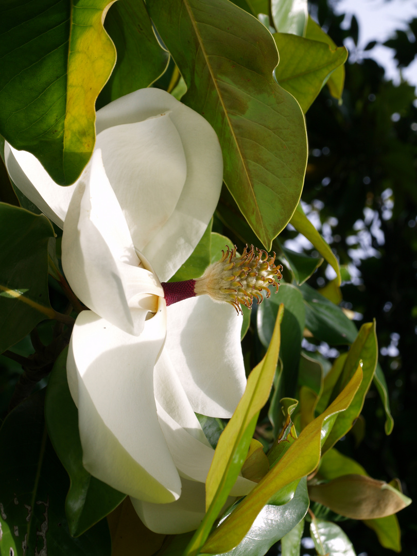 wunderschöne große weiße Blüte am Mont Juic