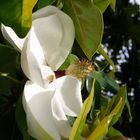 wunderschöne große weiße Blüte am Mont Juic