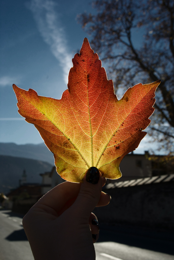 Wunderschöne Herbstfarben