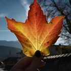 Wunderschöne Herbstfarben