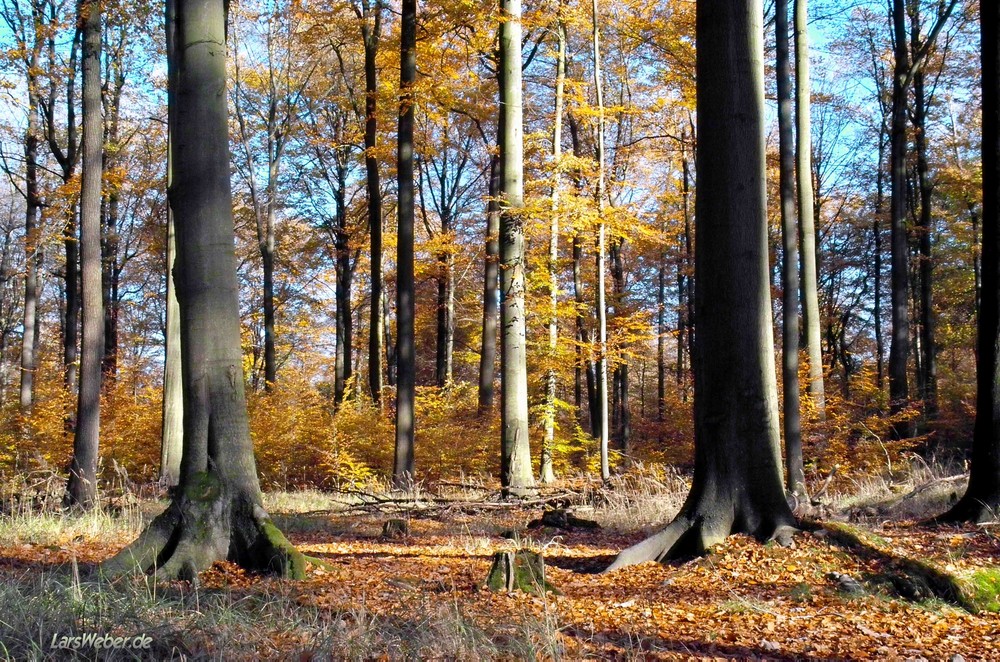 Wunderschöne Herbststimmung im Buchenwald - Fläming