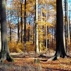 Wunderschöne Herbststimmung im Buchenwald - Fläming