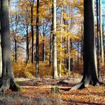 Wunderschöne Herbststimmung im Buchenwald - Fläming