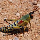 wunderschöne heuschrecke in namibia