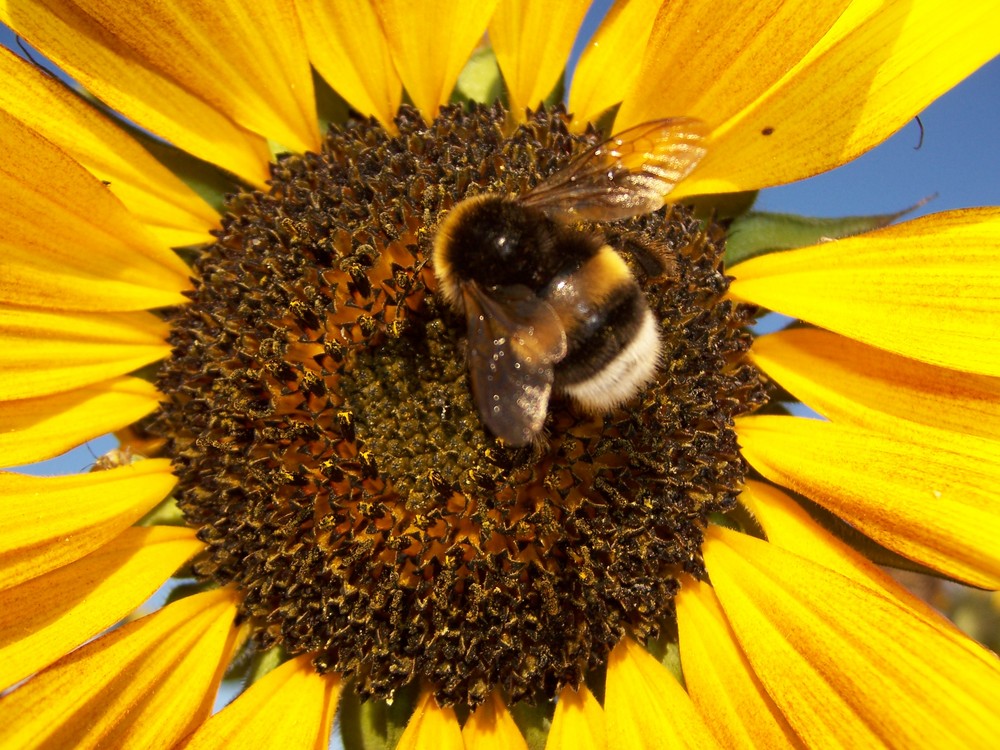 wunderschöne Hummel auf der Sonnenblume