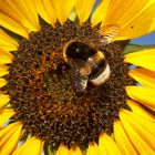 wunderschöne Hummel auf der Sonnenblume