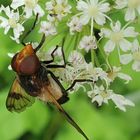 Wunderschöne Insektenwelt