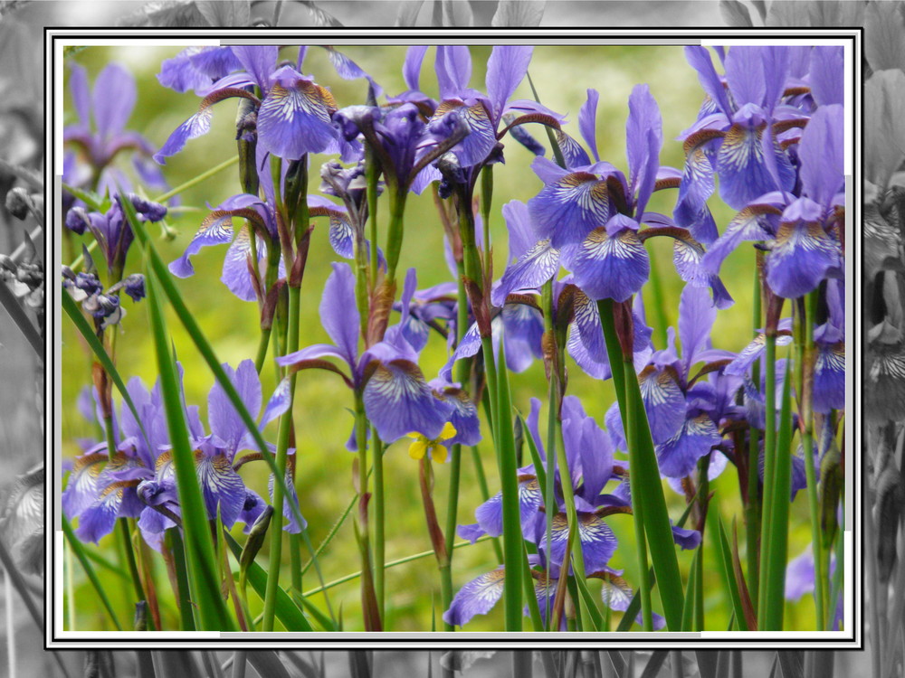 Wunderschöne Iris