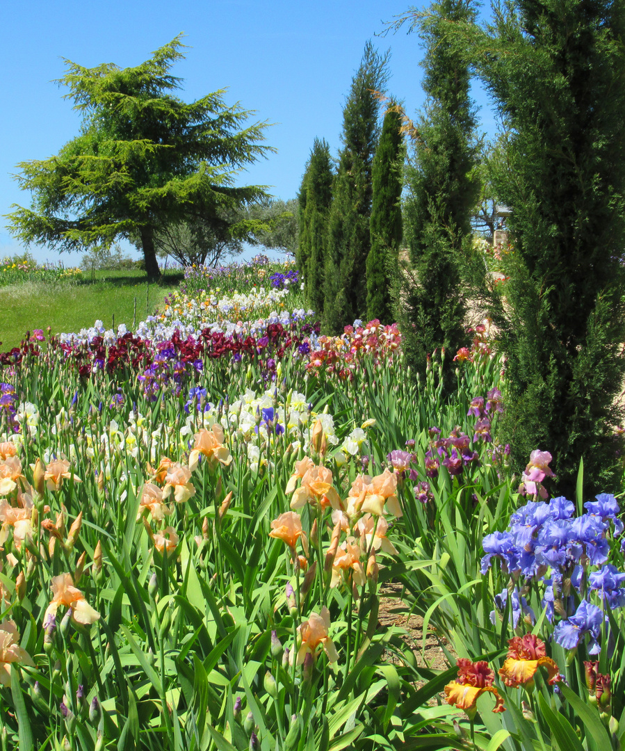 Wunderschöne Iris im Garten einer Künstlerin