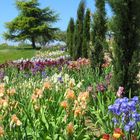 Wunderschöne Iris im Garten einer Künstlerin