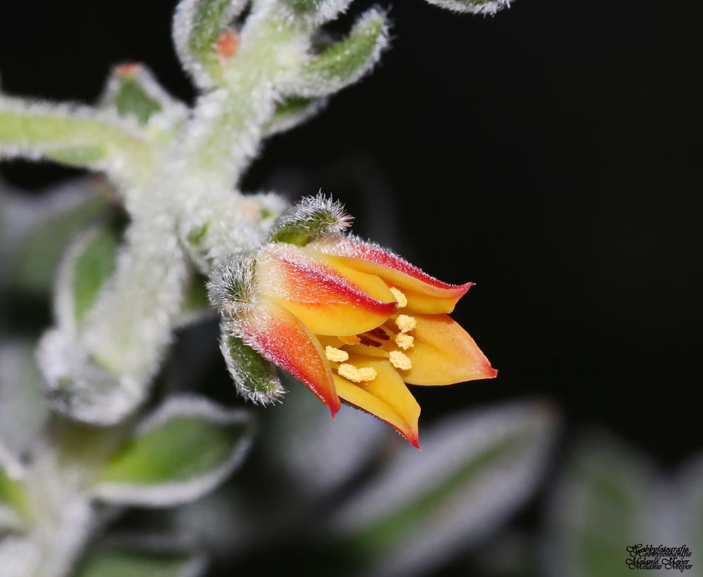 wunderschöne KaktusBlüte Foto & Bild natur, macro, blüte Bilder auf