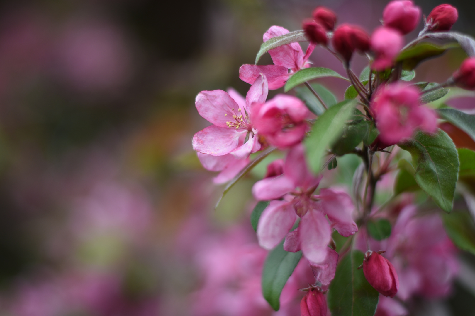 wunderschöne Kirschblüten