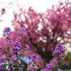 Wunderschöne Kirschblüten im Frühling