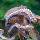 Wunderschöne Kraken im Aqua Zoo