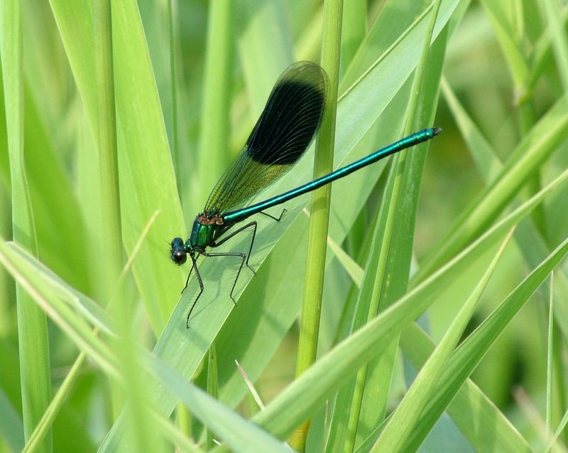 Wunderschöne Libelle..