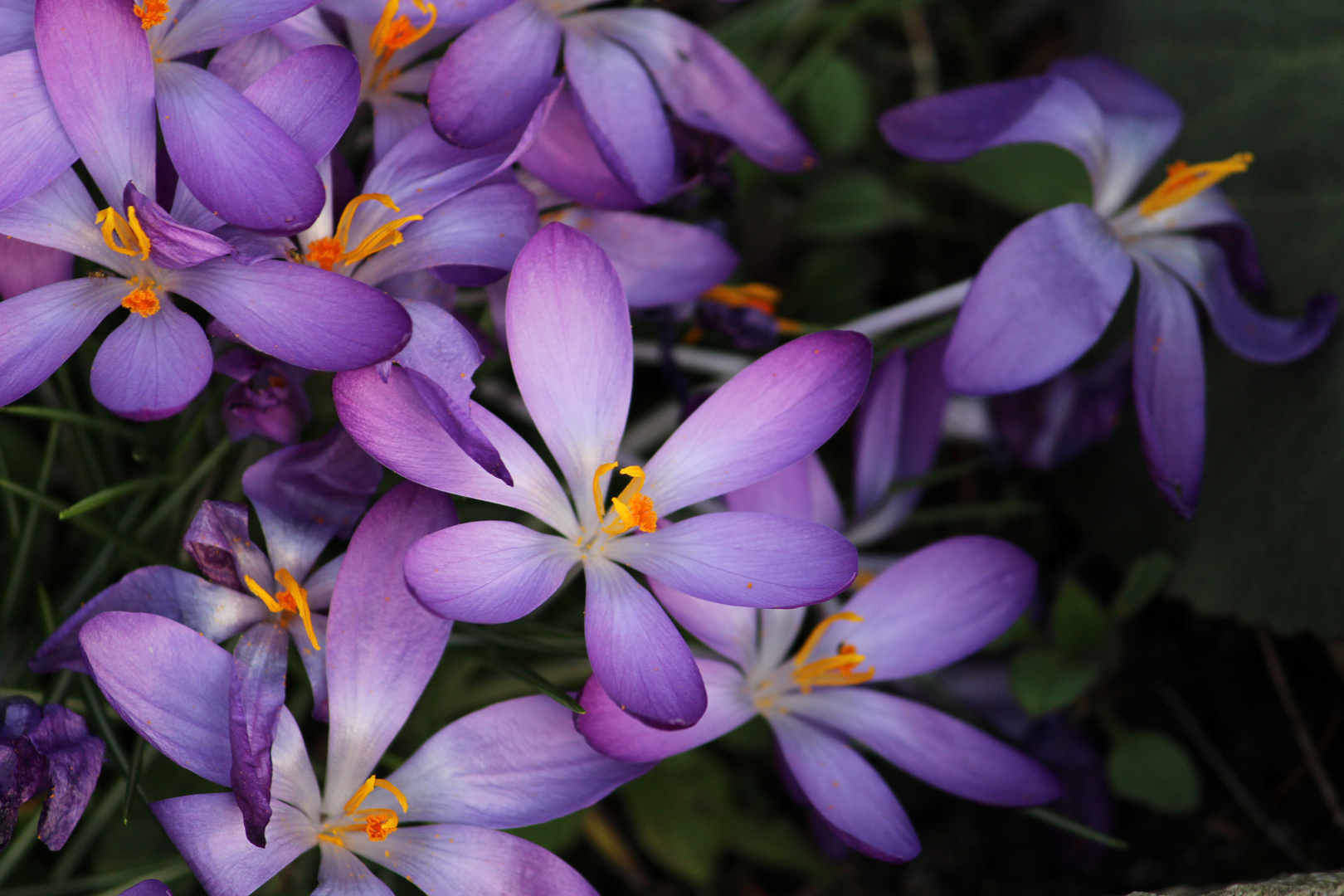 Wunderschöne lila Blüten