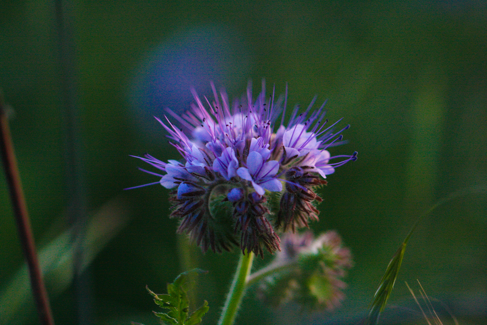 Wunderschöne lila Blume