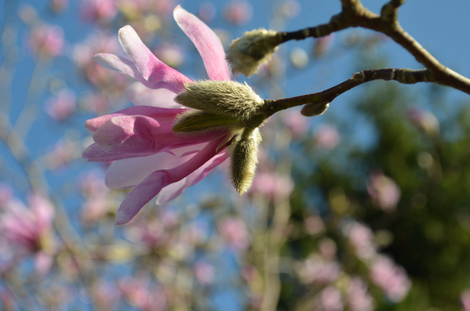 wunderschöne Magnolie