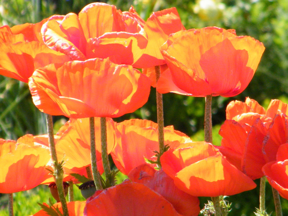 Wunderschöne Mohn