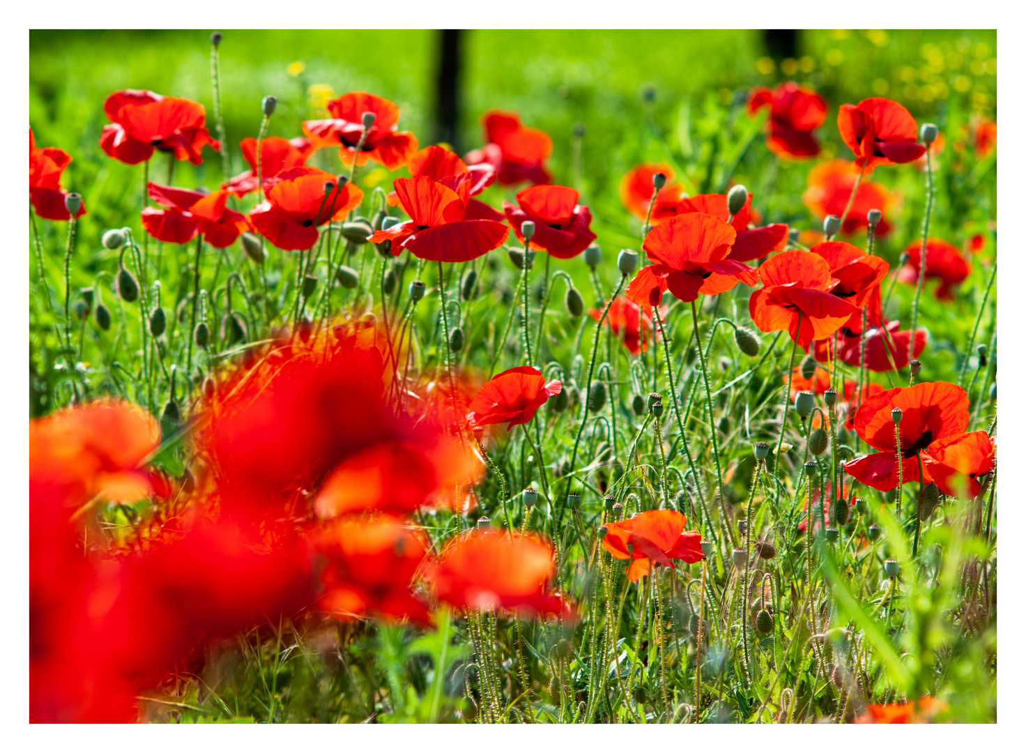 Wunderschöne Mohnblüten