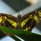 Wunderschöne Natur  -  wonderful nature