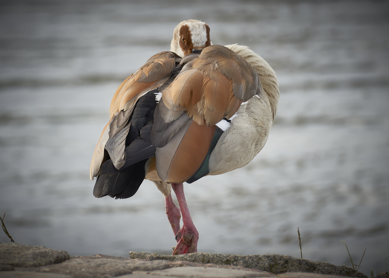 wunderschöne Nilgans