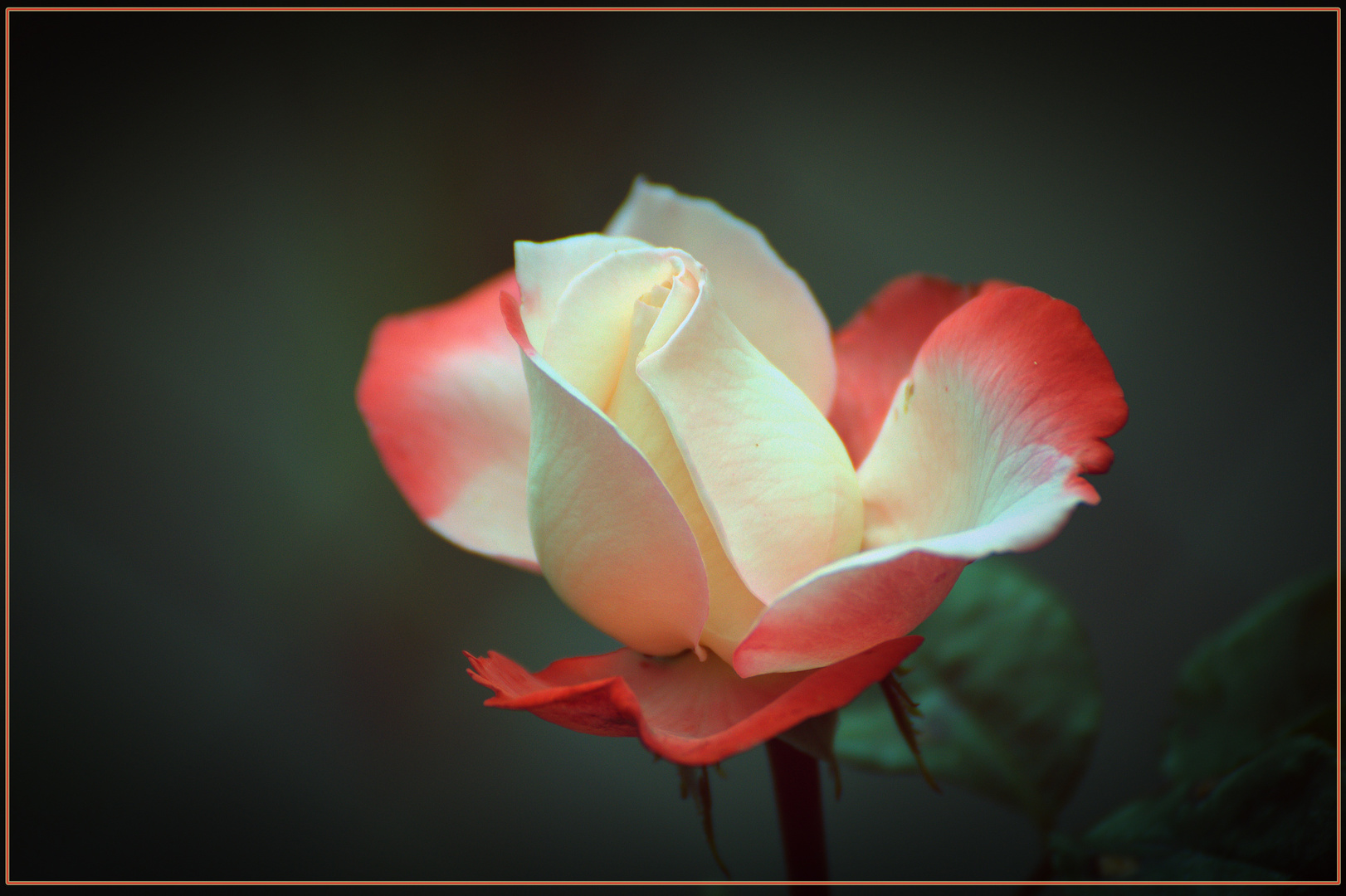 wunderschöne Nostalgie Rose