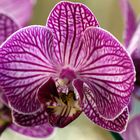 Wunderschöne Orchidee auf der Fensterbank