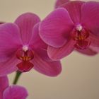 Wunderschöne Orchidee