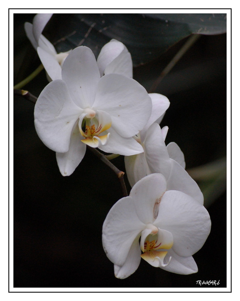 Wunderschöne Orchideen