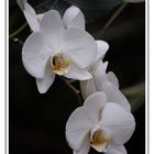 Wunderschöne Orchideen