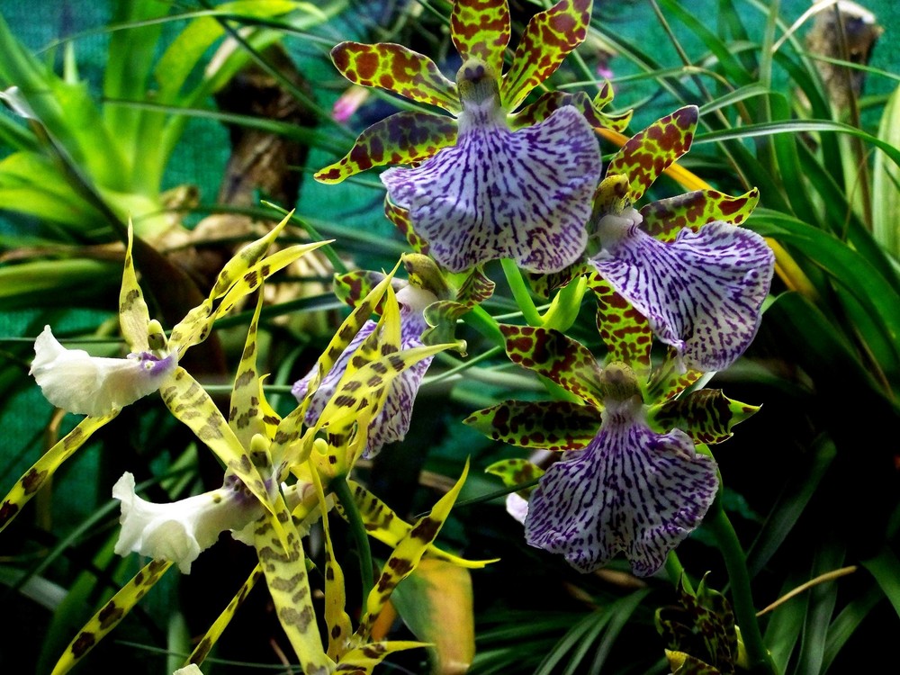 wunderschöne Orchideen