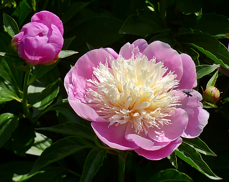 Wunderschöne Pfingstrosen . . . . Foto & Bild natur, pflanzen, blüten