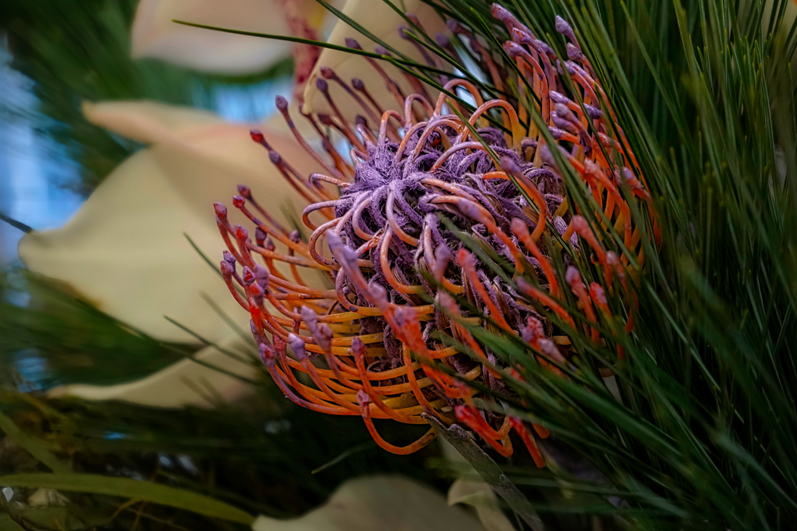 Wunderschöne Protea