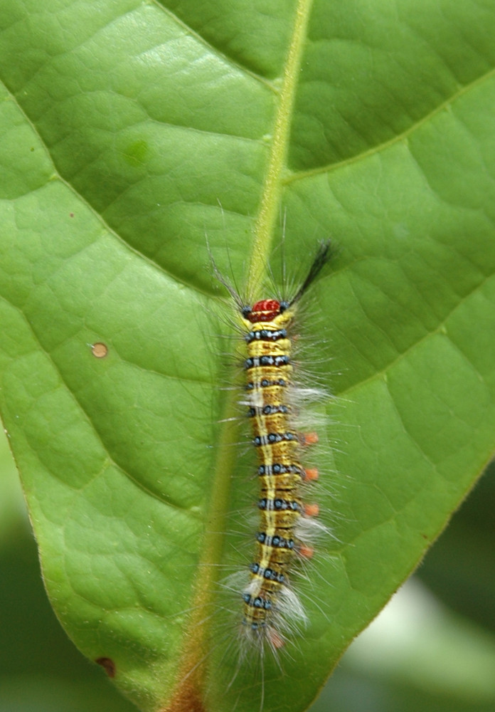 Wunderschöne Raupe